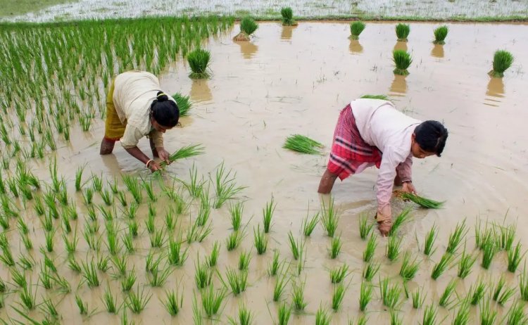 Planting rice seedlings