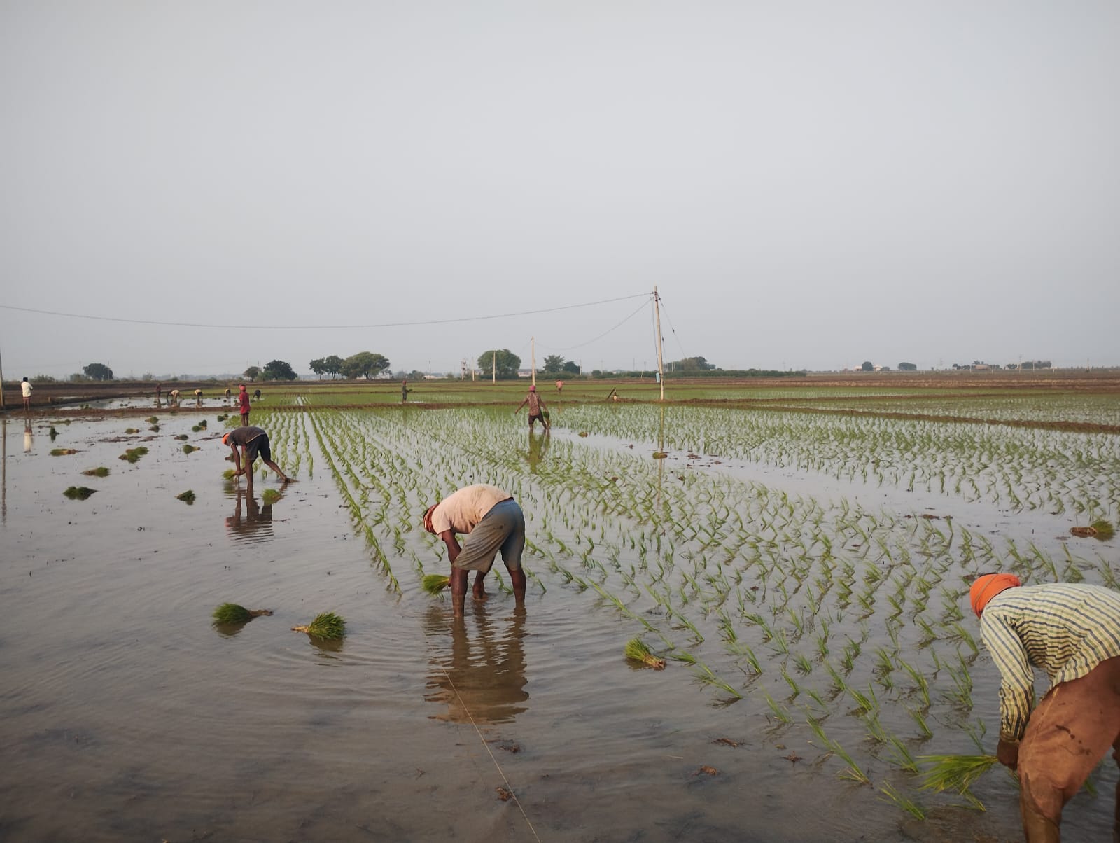 Farmers_Home Gallery Image